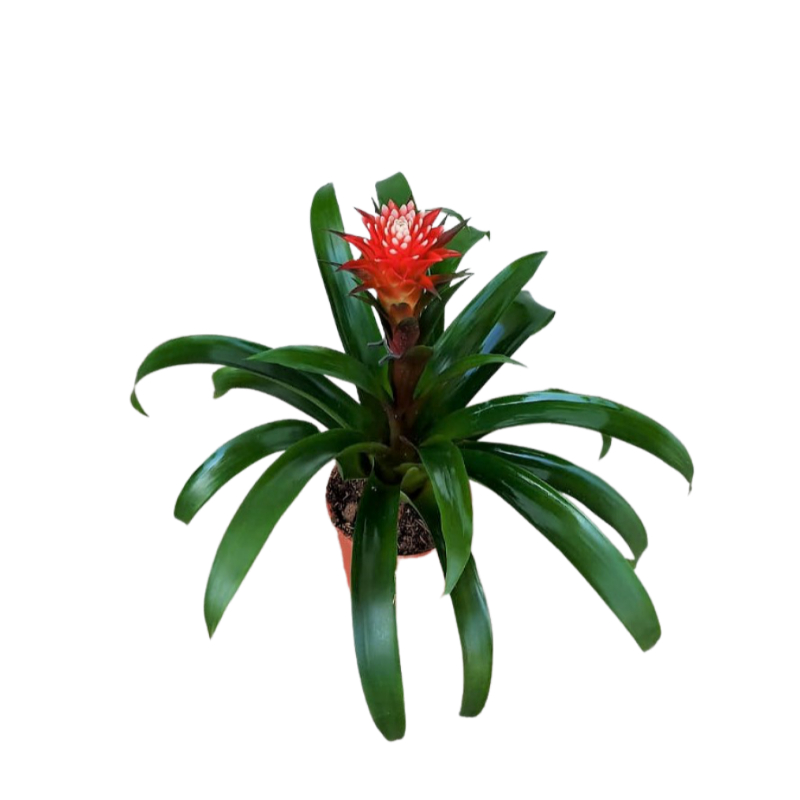 גוזמניה בכלי מקורי — פרחי אתי
